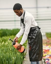 Fertilizing african guy works in garden and waters flowers
