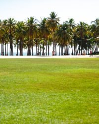 Sodding amazing tropical beach with palm trees and grass