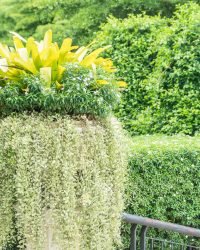Edging bouquet tree in pot