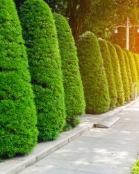 Edging bright landscape spring closeup nature tree