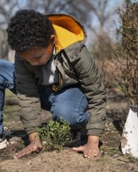 child learning how plant tree