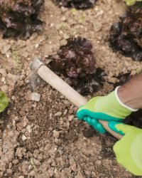 close up male gardener s hand digging soil vegetable garden