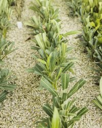 Sodding greenhouse still life