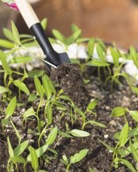 Fertilizing hands planting