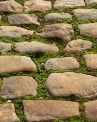 mossy ground in the middle of a cobblestone pathway