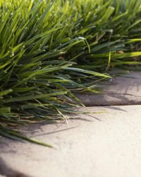 Edging natural grass close up