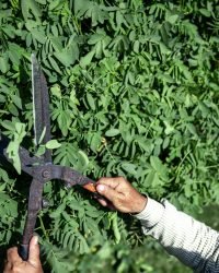 a gardener in the garden trims the leaves of trees with large metal shears.