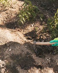overhead view male gardener digging soil with hoe