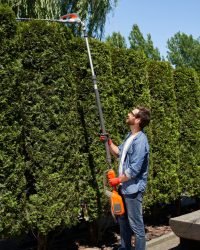 positive male landscaper cutting top of overgrown thujas with motorized hedge trimmer in spring.