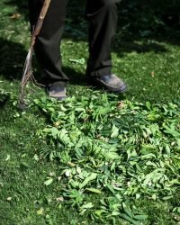 the gardener cleans the garden with a fan rake.