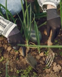 Fertilizing woman in a hat working in a garden