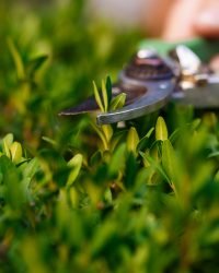 young beautiful florist taking care of flowers. focus on a plant.